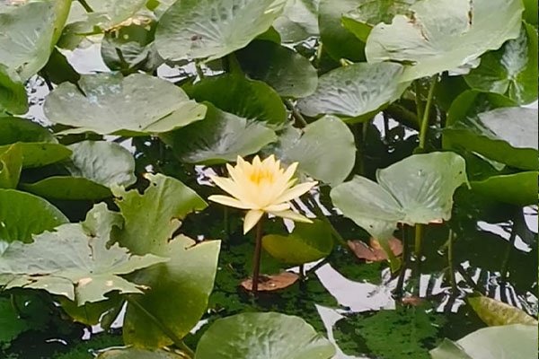 Rooftop garden design India