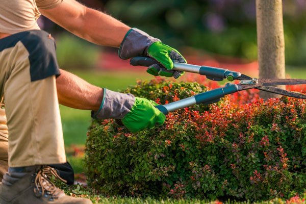 Professional garden maintenance India