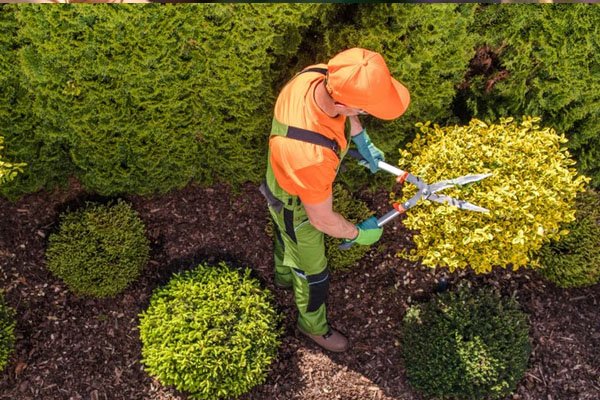 Lawn care and trimming services India