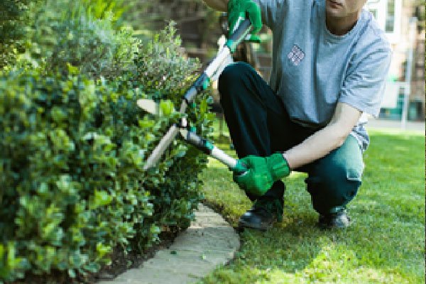 Green wall design India