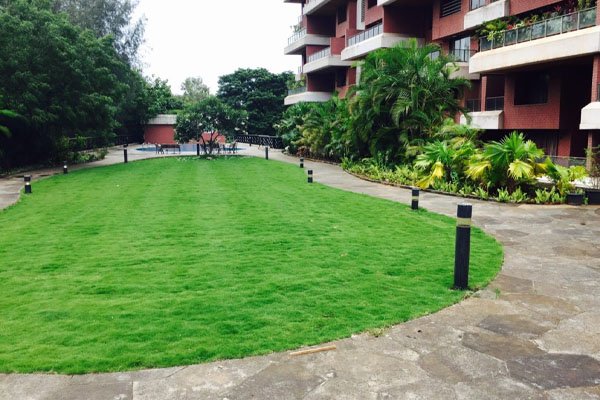 Grass laying and lawn care India